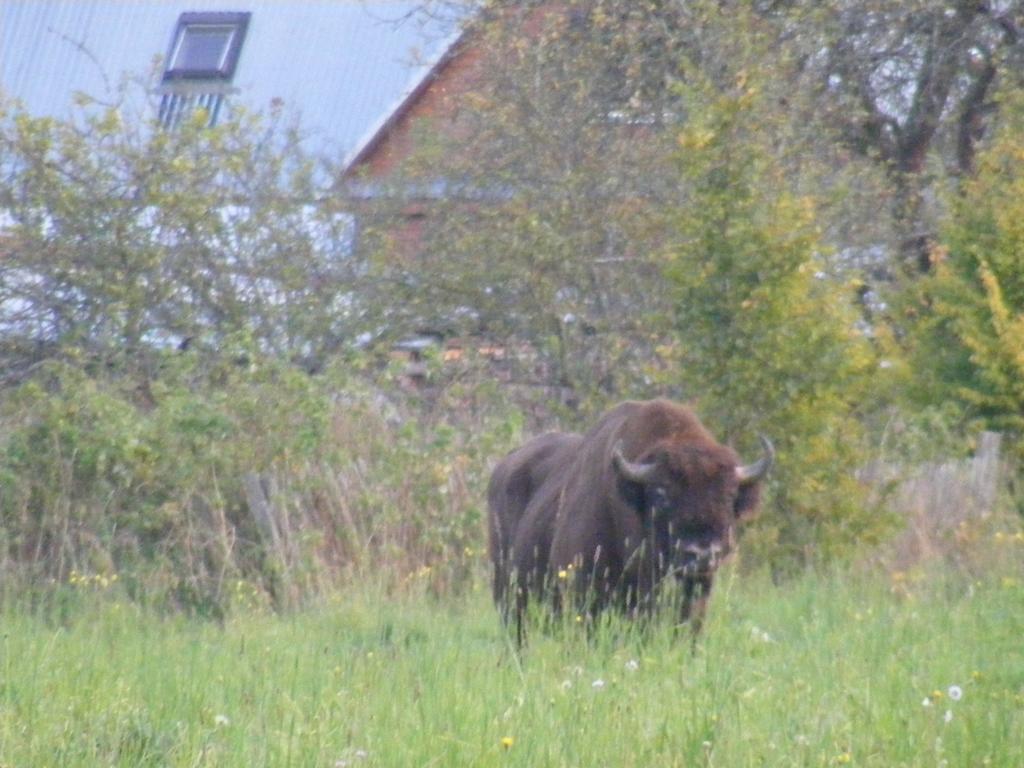 דירות Białowieża Olsik מראה חיצוני תמונה