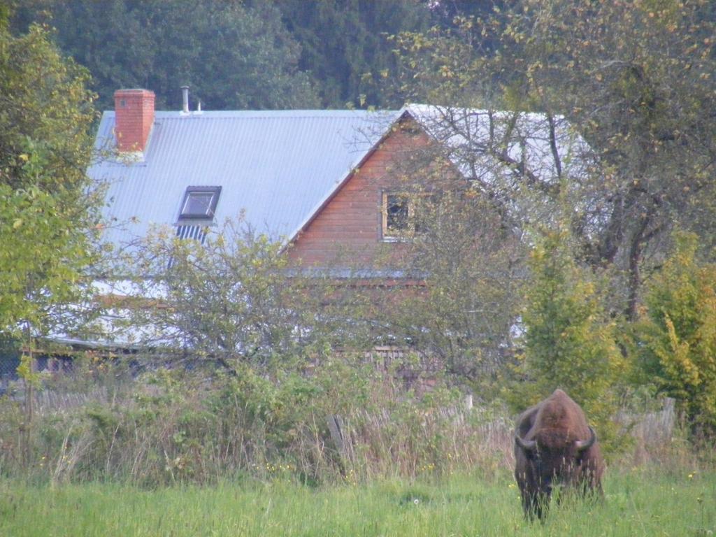 דירות Białowieża Olsik מראה חיצוני תמונה