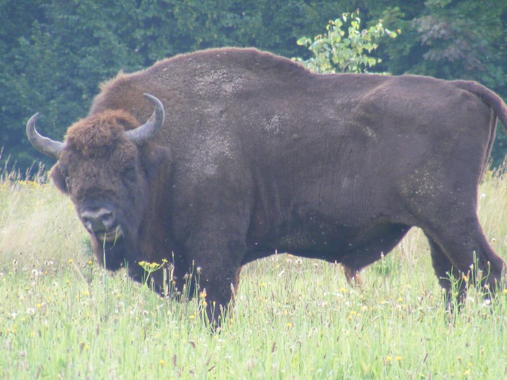 דירות Białowieża Olsik מראה חיצוני תמונה